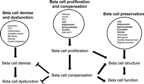 beta cells diabetes|Beta Cell Dysfunction and Insulin Resistance .